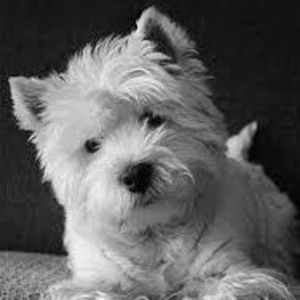 Meet your Posher, Bella